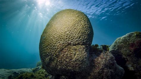 Parque Nacional Marinho Dos Abrolhos » Marine Conservation Institute