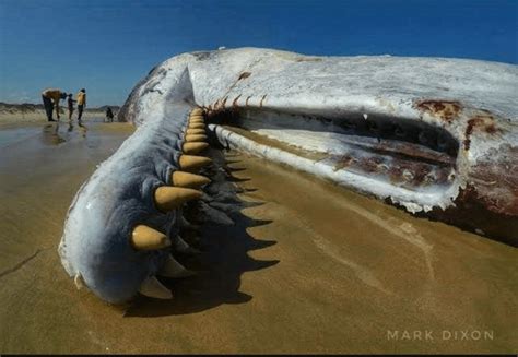 Moby Dick - The Sperm Whales array of teeth. The largest toothed Predator on planet Earth. : r ...