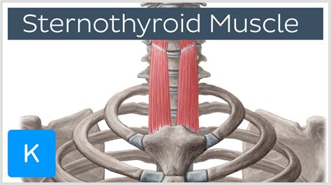 Sternothyroid Muscle Origin and Insertion - Human Anatomy | Kenhub - YouTube