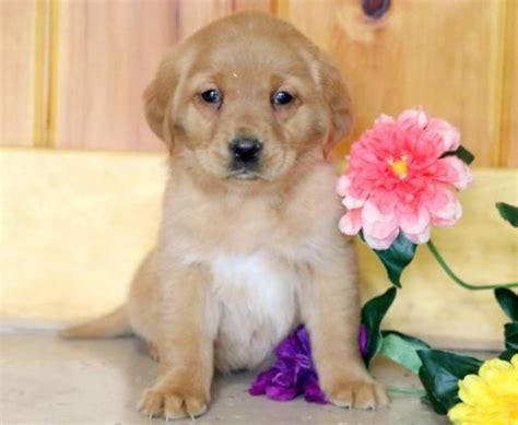 Golden Labrador (Goldador) Puppies For Sale | Puppy Adoption | Keystone ...