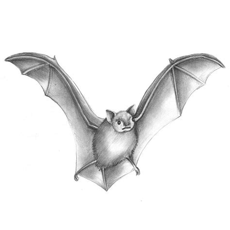 Big Brown Bat Pencil Drawing - Sketching Big Brown Bat with Pencils on DrawingTutorials101.com ...