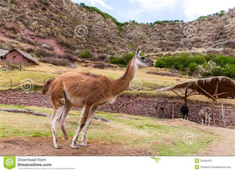 Peruvian Llama. Farm of Llama,alpaca,Vicuna in Peru,South America ...