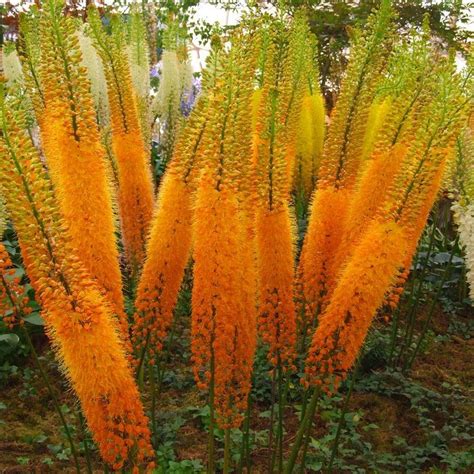 THE HIMALAYAN FOXTAIL LILY - Eremurus himalaicus | Cottage Garden Flower Looks | Architectural ...