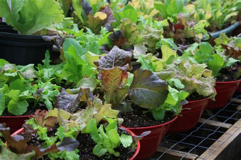 Use container gardening for vegetable production | Mississippi State University Extension Service