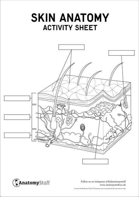 Skin Anatomy Activity Sheet PDF - Worksheets Library