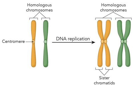 Which Organelles Are Unique To Animal Cells Quizlet - Robinson Gropen