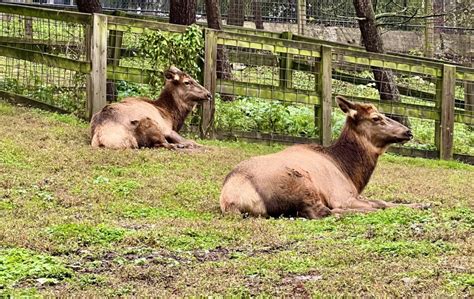 ZooAmerica - Hershey, PA - Been There Done That with Kids