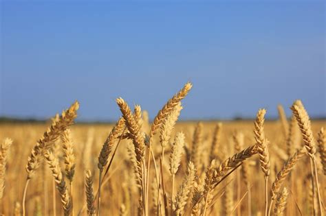 Pšenice | Plants, Farmland, Outdoor