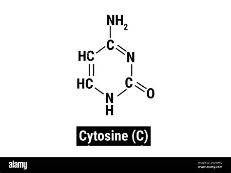 Chemical structure of Cytosine (C Stock Vector Image & Art - Alamy