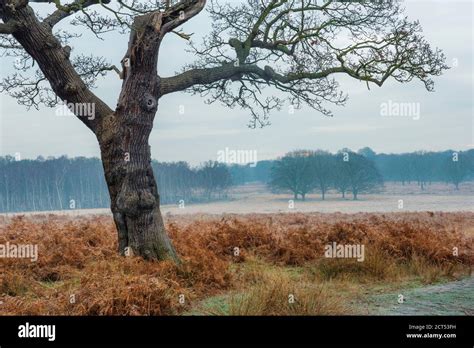 Richmond Park, London, England Stock Photo - Alamy