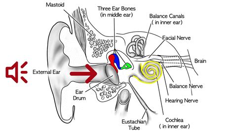 Conductive Hearing Loss - YouTube