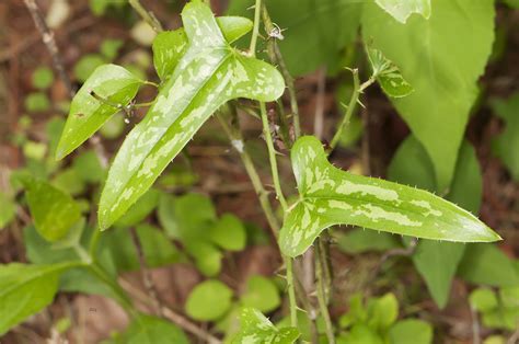 Catbrier - February 2018 Wildflower of the Month - John Clayton