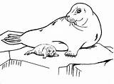 Arctic Animals Coloring Pages  ColoringBay sketch template