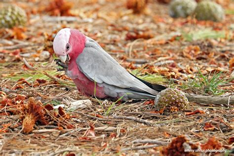 Galah (0541) | Galahs were once confined to the open plains … | Flickr