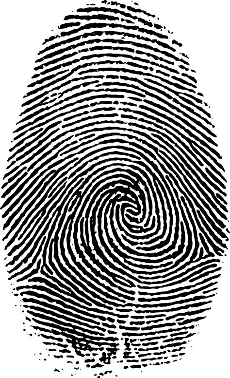 Fingerprint Live scan - big png download - 1418*2322 - Free Transparent Fingerprint png Download ...