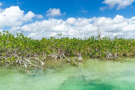 The Sian Ka'an Biosphere Reserve - Visiting from Tulum, Mexico