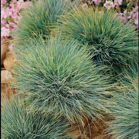 Elijah Blue Fescue Grass | Grimm's Gardens