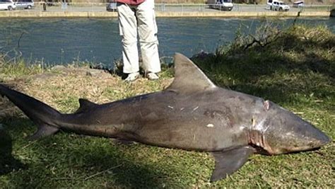 Fears over bull sharks in Lake Macquarie | Newcastle Herald | Newcastle, NSW