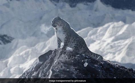 Camera Trap Spots Snow Leopard In High Altitude National Park In J&K's Kishtwar