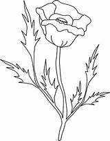 Golden Poppy Coloring Page sketch template