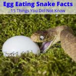 Egg Eating Snake Facts (15 Things You Did Not Know)