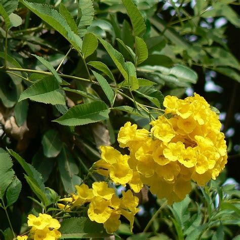 Suvarna Ganneru / Yellow Bells / Tecoma Stans Flower Seeds