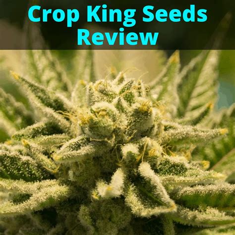 Crop King Seeds Review (Looks Can Be Deceiving)