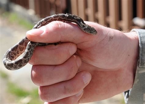 Pests can run, but they can't hide from the Langley Entomology team > Joint Base Langley-Eustis ...