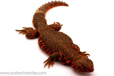 Red Uromastyx - Reptiles For Sale