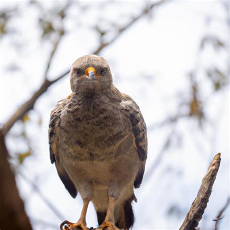 Raptor Bird: The Majestic Hunter of the Skies