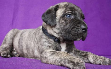 Canary Island Mastiff Puppies For Sale | PETSIDI