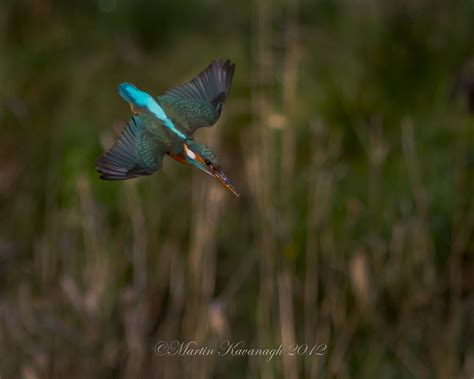 Kingfisher in Flight | Kingfisher, Flight, Animals