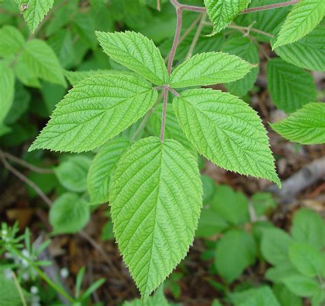 Rubus allegheniensis (common blackberry): Go Botany