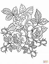 Roses Flowers coloring Page  Free Printable Coloring Pages sketch template