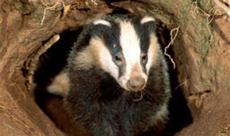 Dramatic rise in badger baiting | UK | News | Express.co.uk