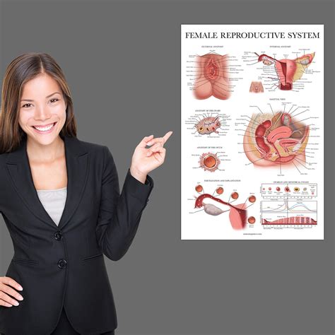 Laminated Female Reproductive System Anatomical Chart - Female Anatomy ...