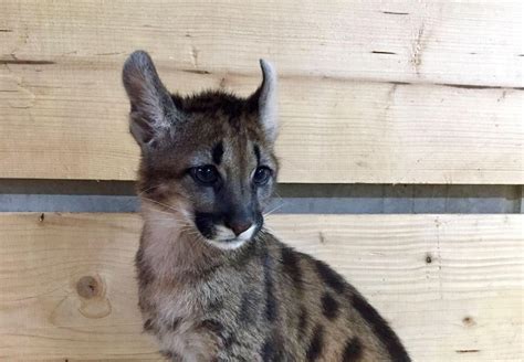 Bizarre Discovery in Germany: Puma Cub Kept in Apartment - FOUR PAWS in South Africa - Animal ...