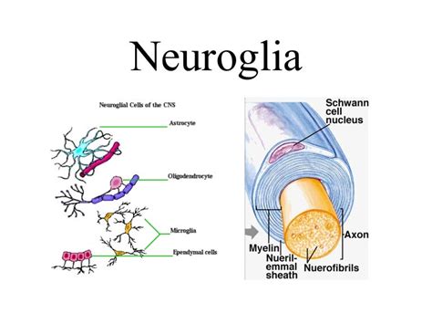 Neuroglia