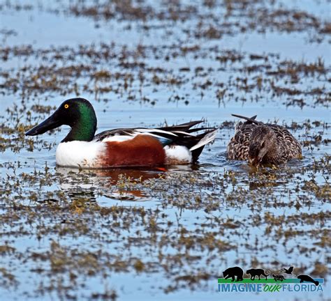 Shoveler Duck