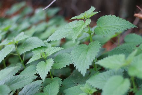 Free Images : leaf, flower, green, produce, weed, shrub, flowering ...