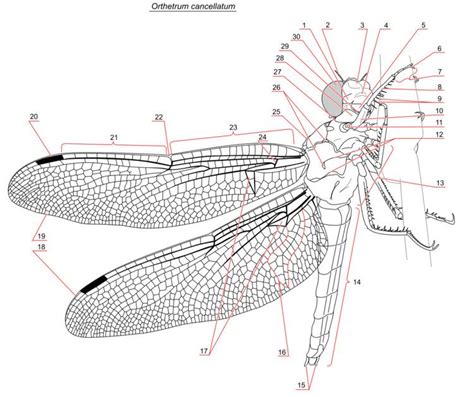 External morphology of Odonata - Alchetron, the free social encyclopedia