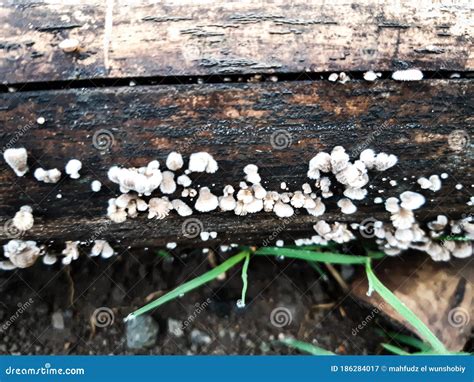 Texture Bamboo with Fungus that Grows There Stock Image - Image of tree, soil: 186284017