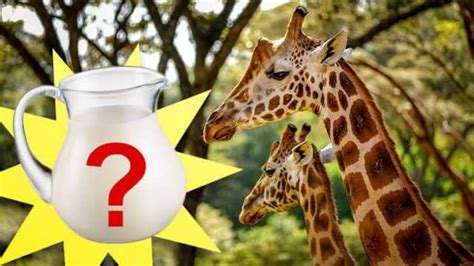 Is Giraffe Milk Really The Next Superfood?