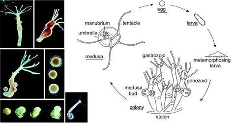 Phylum Cnidaria Hydra