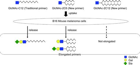 Effect of Aglycon Structure on Saccharide Elongation by Cells - Kimura - 2015 - Chemistry ...