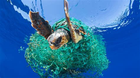 Great Pacific Garbage Patch 16 times larger - A sea turtle entangled in a ghost net. Photo by ...