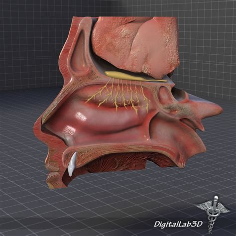 Nose Anatomy 3D model | CGTrader