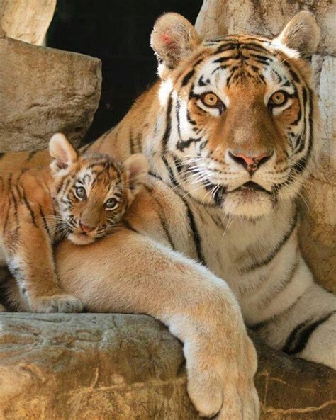 33 best Mama Siberian tiger with her baby cub images on Pinterest ...