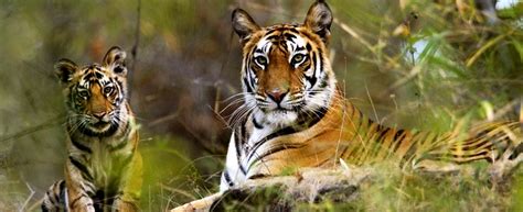 22 Bandipur National Park Tour Packages at ₹6300 pp, Flat 20% Off - Book Online Instantly