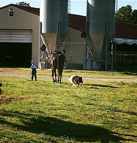 Cara Brewer : Cutting Horse Central